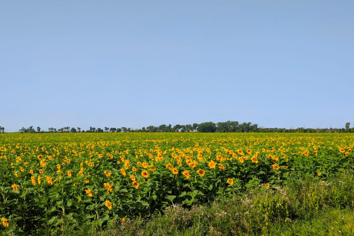 A field of sunflowers in bloom stretching to a line of trees under a pale sky